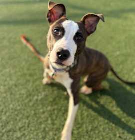 Venus VIII 142 photo 1