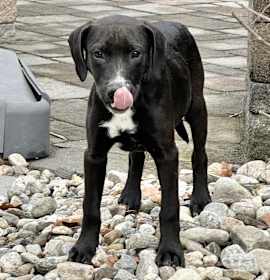 Photo of Cletus in CT