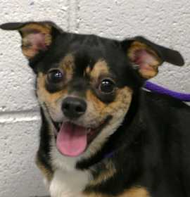 Photo of Delilah (courtesy post)