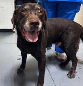 Photo of 25-12-3718b Diesel