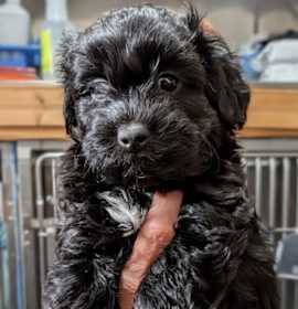 Photo of Bert / Ernie