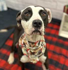 Photo of Mittens Mczoom