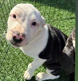 Photo of Tallulah’s Tinsels - Frosty