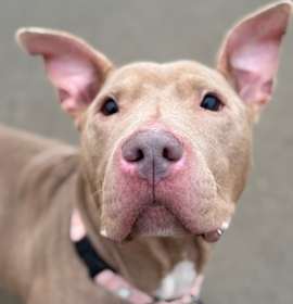 Photo of REDDY-IN FOSTER