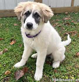 Photo of Maitea in TN - Flirty & Fun!