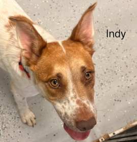 Photo of Indy