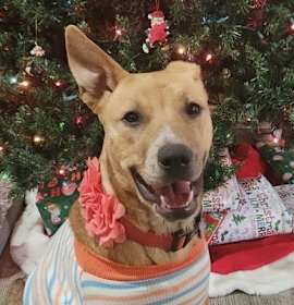 Photo of Georgia O'Keefe