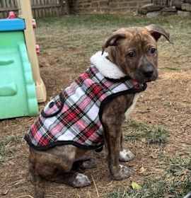 Harry Royalty Talbot photo 2