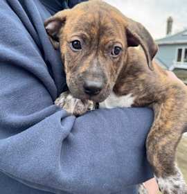 Harry Royalty Talbot photo 4