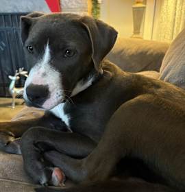 Serena Williams Talbot photo 4