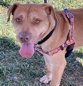 Photo of ZIZZER ZAZZER ZUZZ