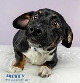 Photo of Merry
