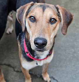 Photo of Shelby (REDUCED FEE!)