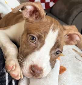 Photo of Sabrina Carpenter