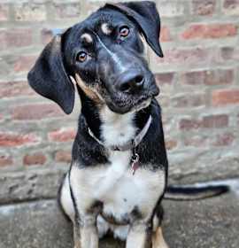 Photo of Sable(REDUCED FEE!)