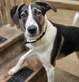 Photo of Stanley(REDUCED FEE!)