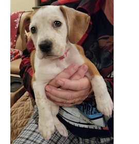 Photo of Latte - Mocha IV Puppy