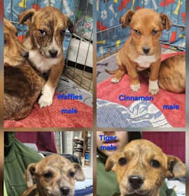 Photo of Brindle litter copy #1