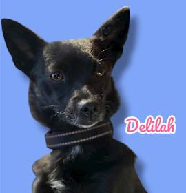 Photo of Delilah