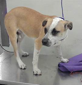 Photo of LITTLE GIRL