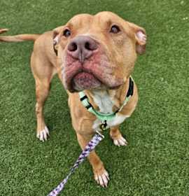 Douglas V 39 photo 1