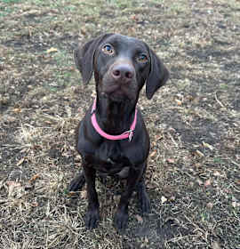 Photo of Augie-Adoption Pending