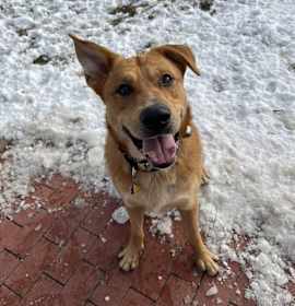 Photo of Bear - Busy Bee