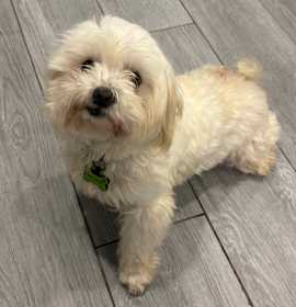 Photo of Jingle Provac