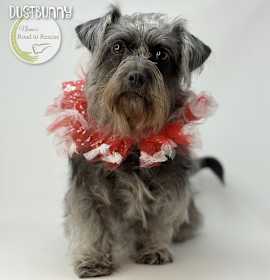 Photo of Dustbunny (NOT YET AVAILABLE)