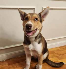 Photo of Cookie (Rehoming Fee $100)