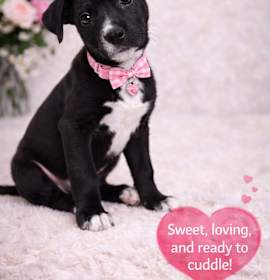 Photo of The Happy Hippo