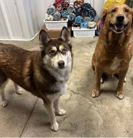 Photo of KoKo (BONDED WITH KEIFER)