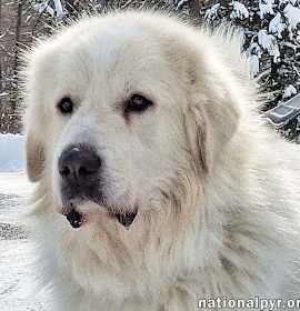 Photo of Max in CT - Eager-To-Please Cuddle Bug!