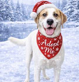 Photo of Harley *foster needed*