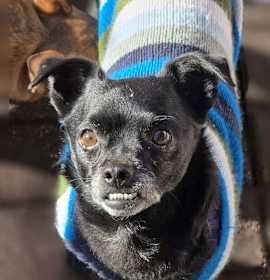 Photo of Bullet Rogan