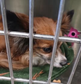 Photo of Rocky Roquette 🎸