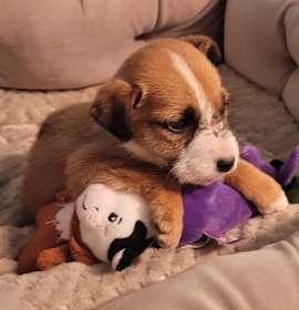 Photo of Elaine *adoption pending*