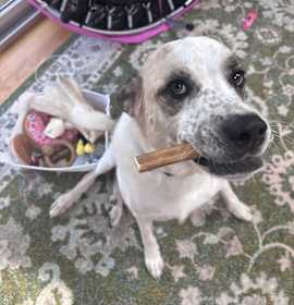 Photo of Jellyroll *courtesy post*