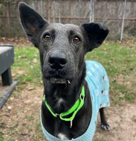 Photo of Megalosaurus - Meg