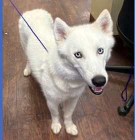 Photo of Dog Kennel # 20 Damian /Bear