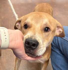 Photo of Dog Kennel #8