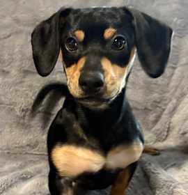 Photo of Snickerdoodle