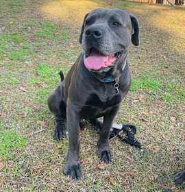 Photo of Atlas Star Finnegan