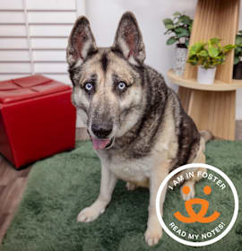 Photo of Alex Bowman