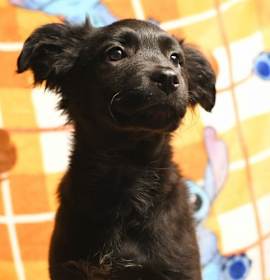 Coal Brandy Talbot photo 2