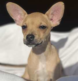 Photo of Gidget "Yo quiero Taco Bell