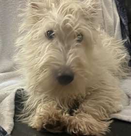 Photo of ADOPTION PENDING Tater Tot