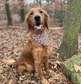 Photo of Zuzu Petals