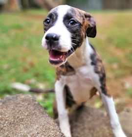 Photo of Abigail (Abby)