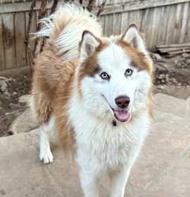 Photo of Firecracker